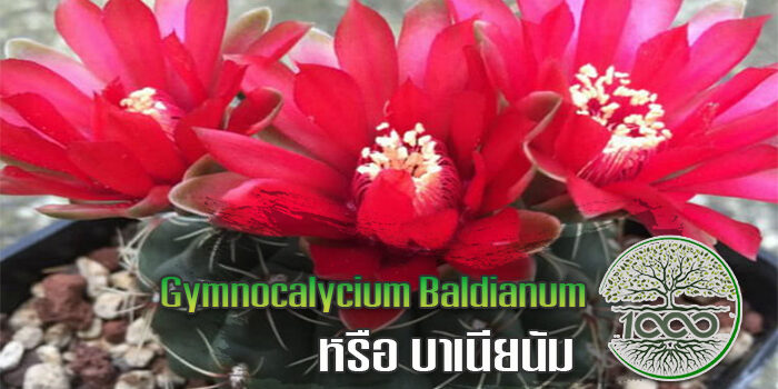 Gymnocalycium Baldianum หรือ บาเนียนัม