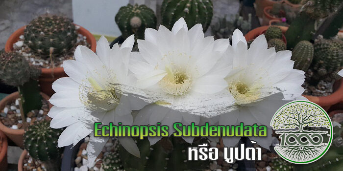 Echinopsis Subdenudata หรือ นูปต้า