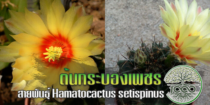 ต้นกระบองเพชรสายพันธุ์ Hamatocactus setispinus
