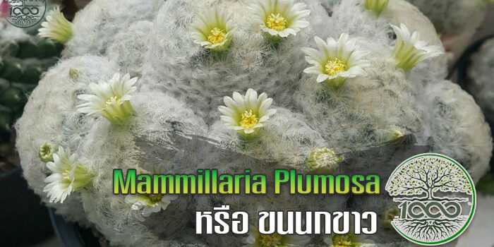 Mammillaria plumosa หรือ ขนนกขาว