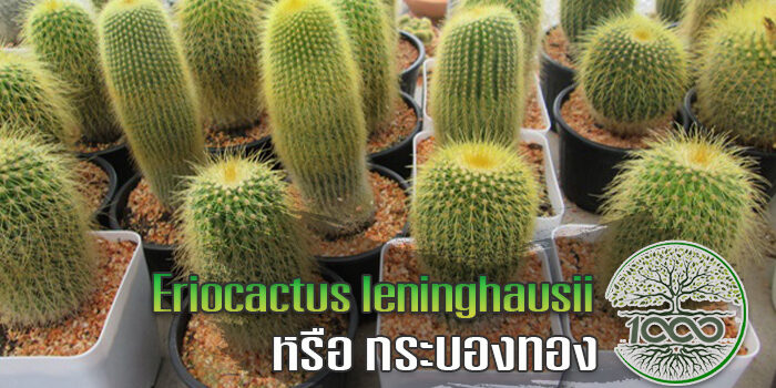 Eriocactus leninghausii หรือ กระบองทอง