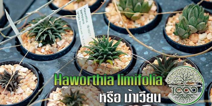 Haworthia limifolia หรือ ม้าเวียน